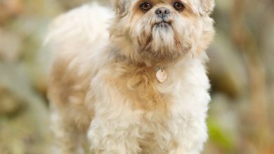 Lhasa Apso Calendar 2027