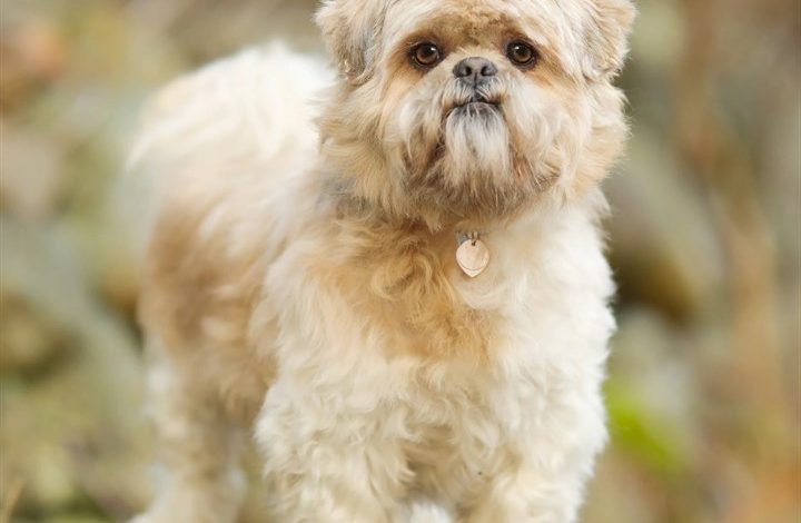 Lhasa Apso Calendar 2027