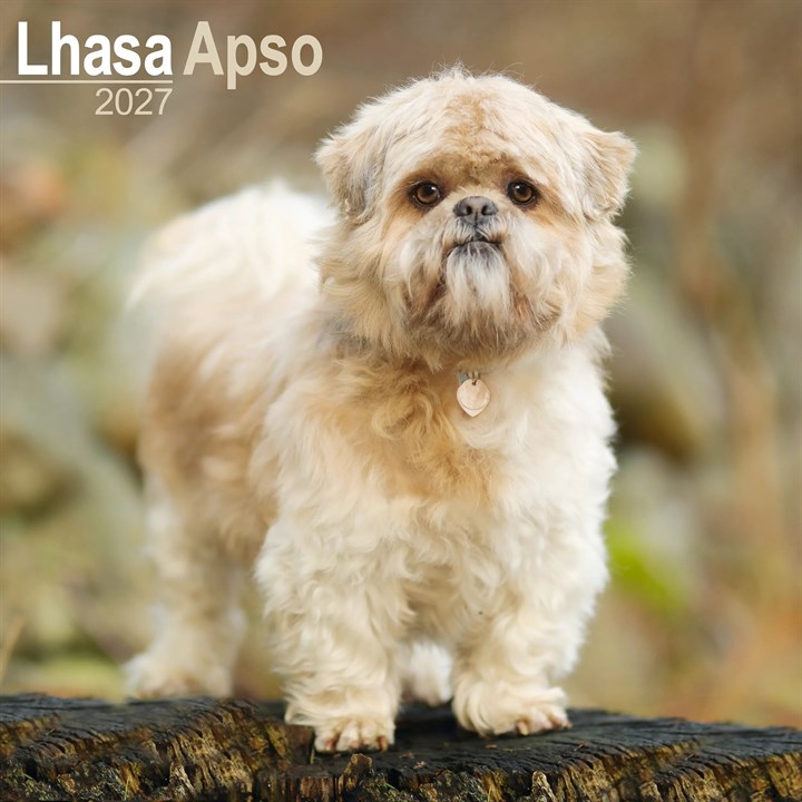 Lhasa Apso Calendar 2027