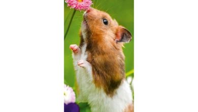 Hamsters Slim Calendar 2027