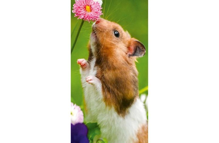 Hamsters Slim Calendar 2027