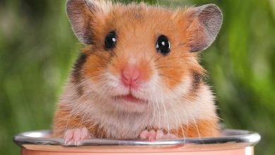 Hamsters Calendar 2027