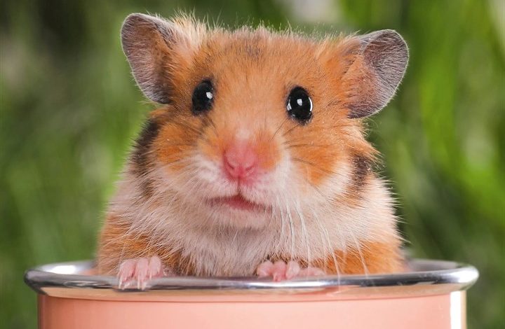 Hamsters Calendar 2027