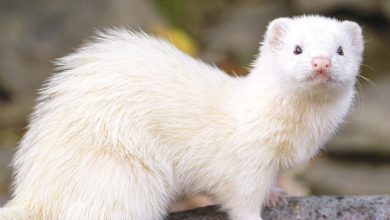 Ferrets Calendar 2027