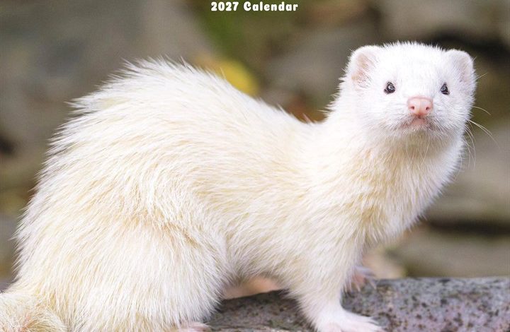 Ferrets Calendar 2027