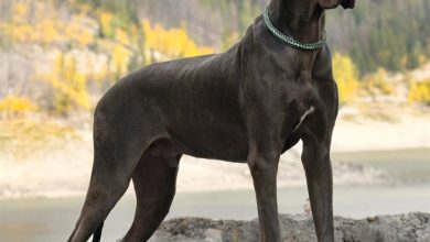Great Dane Calendar 2027