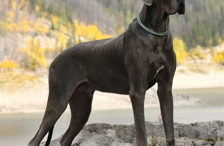 Great Dane Calendar 2027