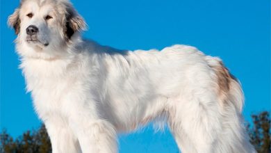Great Pyrenees Calendar 2027