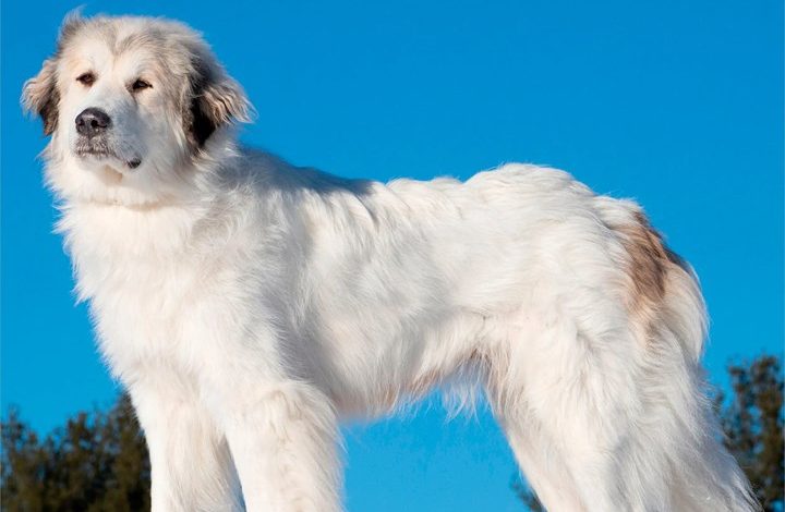 Great Pyrenees Calendar 2027