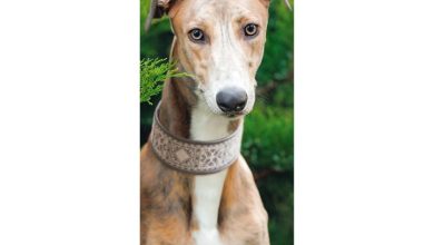 Greyhound Slim Calendar 2027