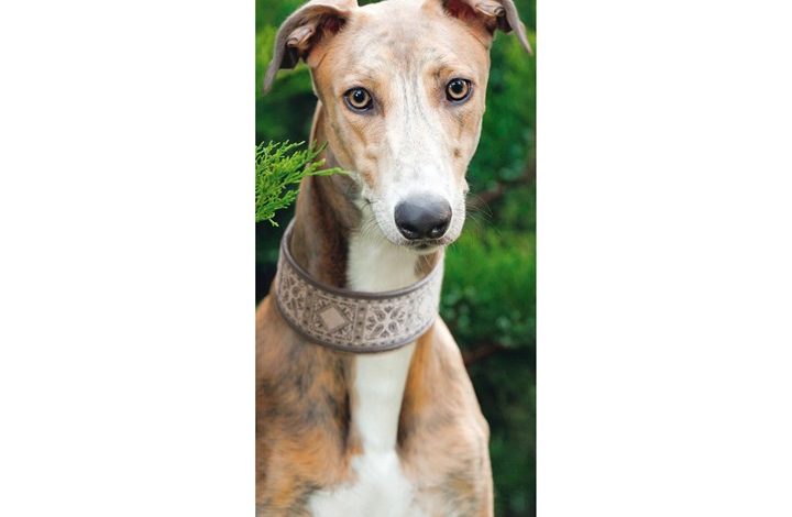 Greyhound Slim Calendar 2027