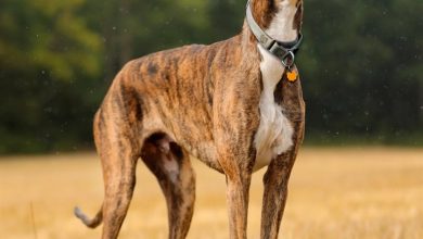 Greyhound Calendar 2027