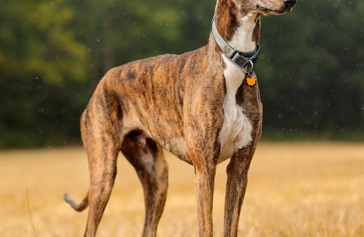 Greyhound Calendar 2027