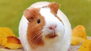 Guinea Pigs Calendar 2027