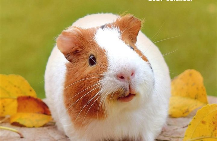 Guinea Pigs Calendar 2027