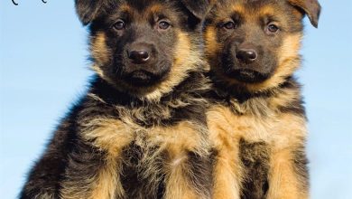 German Shepherd Puppies Calendar 2027