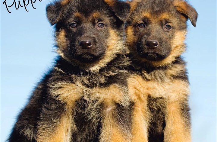 German Shepherd Puppies Calendar 2027