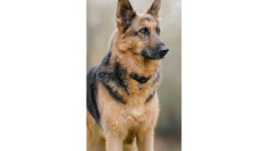 German Shepherd Slim Calendar 2027