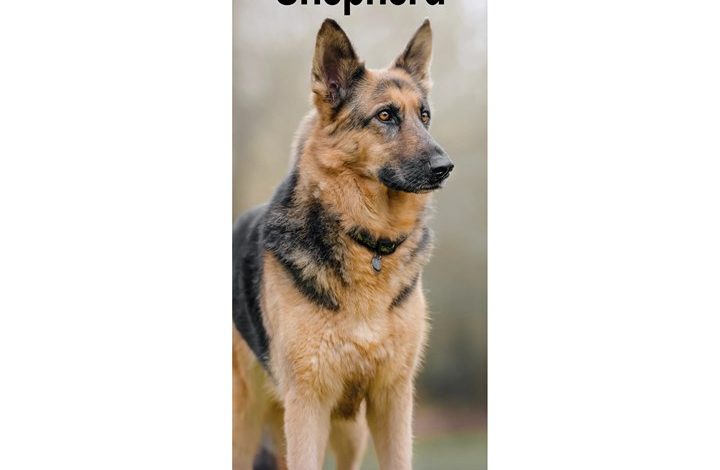 German Shepherd Slim Calendar 2027