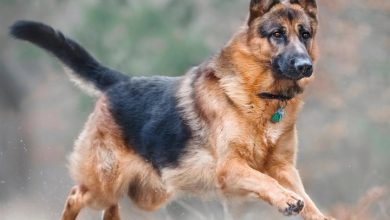 German Shepherd Calendar 2027