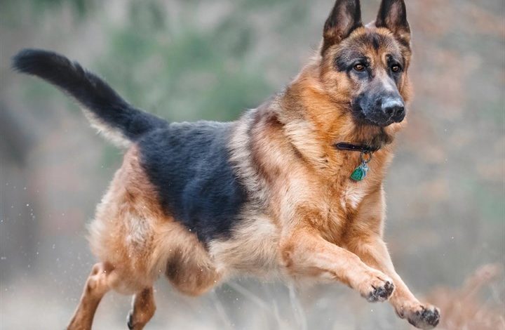 German Shepherd Calendar 2027