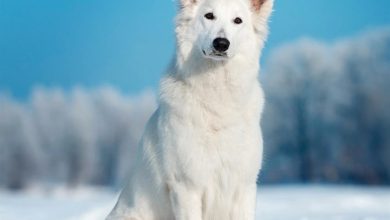White Shepherd Calendar 2027