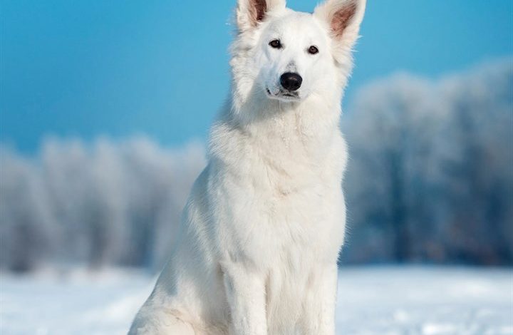 White Shepherd Calendar 2027