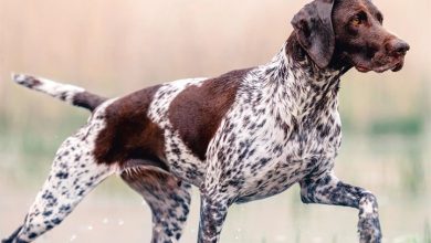 German Shorthaired Pointer Calendar 2027