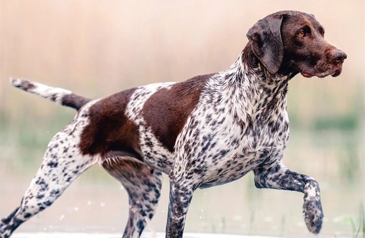 German Shorthaired Pointer Calendar 2027