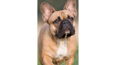 French Bulldog Slim Calendar 2027