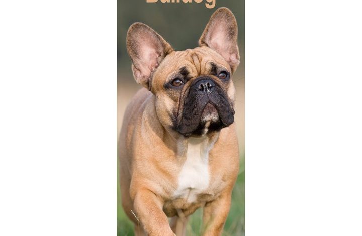 French Bulldog Slim Calendar 2027