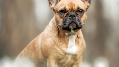 French Bulldog Calendar 2027