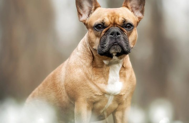 French Bulldog Calendar 2027