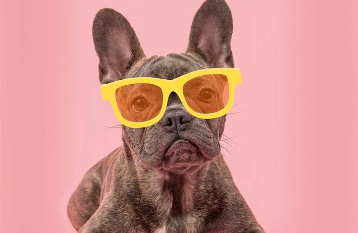 Frenchies Calendar 2027