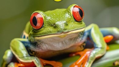 Frogs Calendar 2027