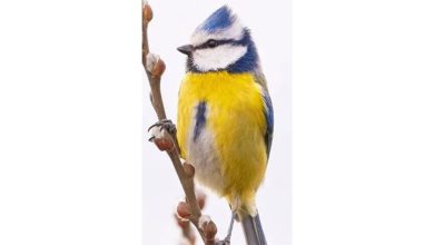 Garden Birds Slim Calendar 2027
