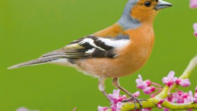Garden Birds Calendar 2027