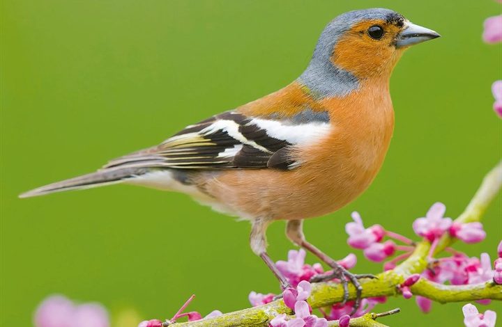 Garden Birds Calendar 2027