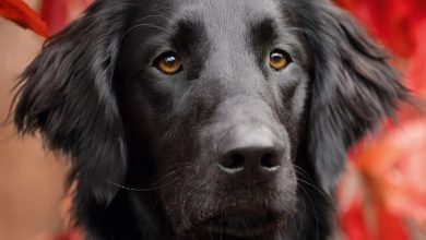 Flat Coated Retriever Calendar 2027