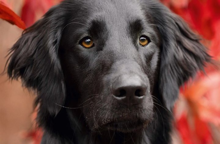 Flat Coated Retriever Calendar 2027