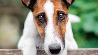 Fox Terrier Calendar 2027