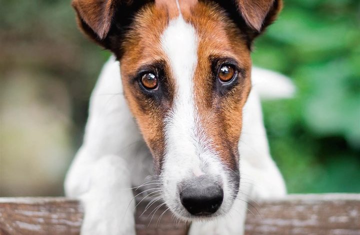 Fox Terrier Calendar 2027