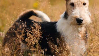 Wire Haired Fox Terrier Calendar 2027