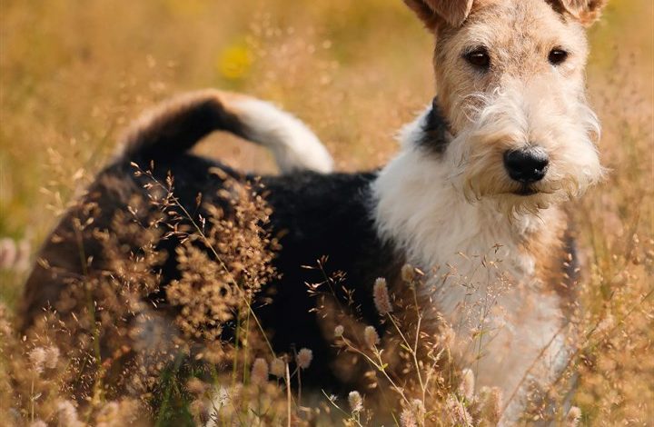 Wire Haired Fox Terrier Calendar 2027