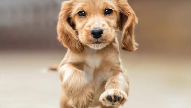 English Cocker Spaniel Puppies Mini Calendar 2027