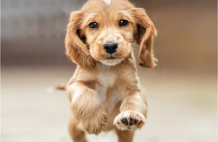 English Cocker Spaniel Puppies Mini Calendar 2027