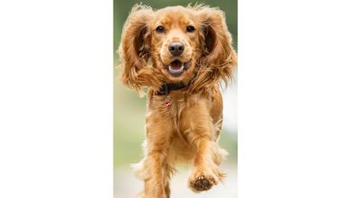 English Cocker Spaniel Slim Calendar 2027