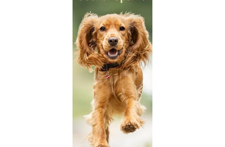 English Cocker Spaniel Slim Calendar 2027