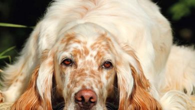 English Setter Calendar 2027