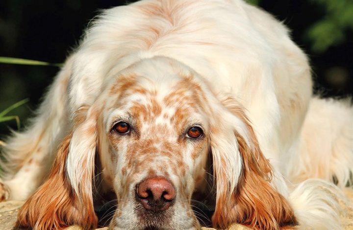 English Setter Calendar 2027